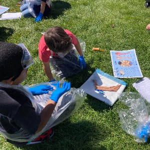 Students working together to dissect a squid