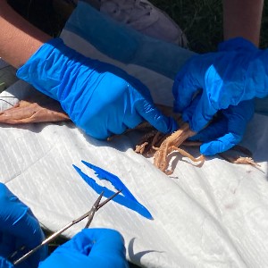 Squid and dissection tools