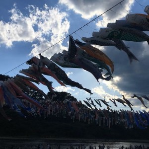 Koi kites in Japan