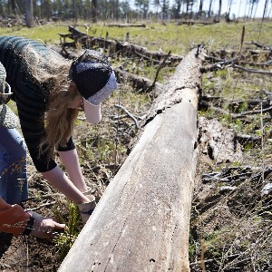 Students plant trees amid a reforestation project at the Black Forest burn scar.