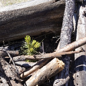 A sapling is protected by a makeshift shelter.