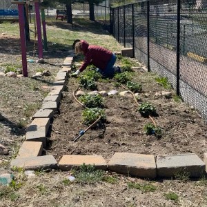 Parent pulling weeds