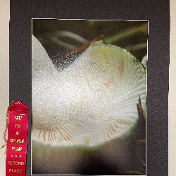 2nd place ribbon on art that is a close up photograph of the underside of a mushroom