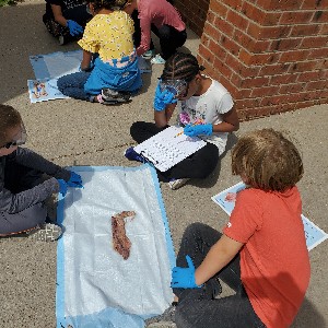 4th graders dissecting squid