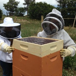 Beekeepers stacking and preparing the hives