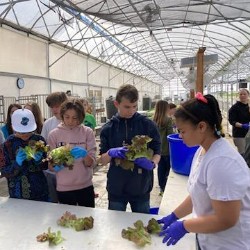 Students inspecting lettuce heads.