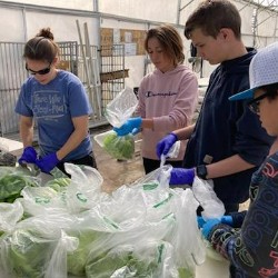 Students bagging up lettuce heads.