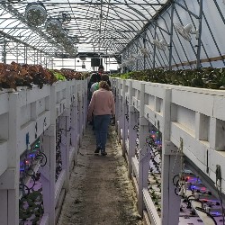 People walking through rows of plants.